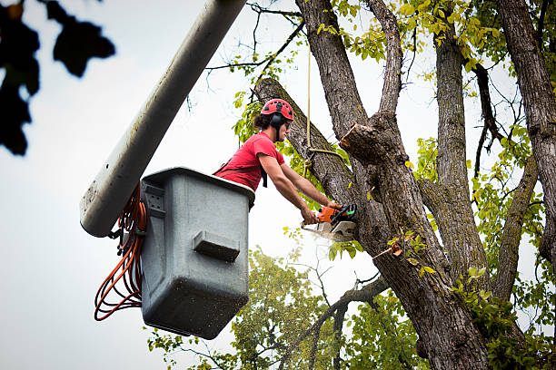 Reliable Pittsfield, IL Tree Removal and Landscaping Services Solutions